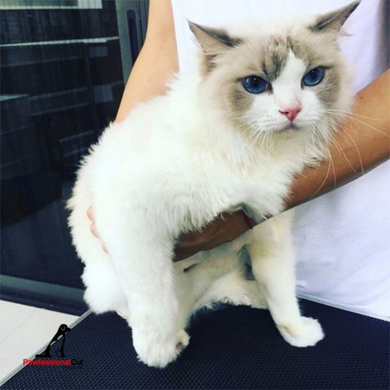 Cat Grooming Singapore Housecall Cat Grooming Pawfessional Cut